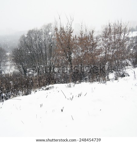 Snow storm. Landscape, square format photo.