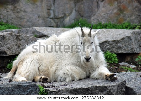 Rocky mountain goat.