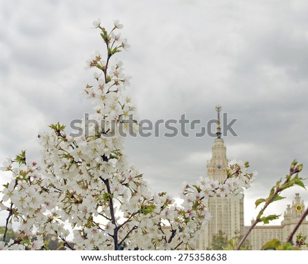 Cherry blossoms in Moscow. Blue sky background. Moscow State University main building is seen at background.