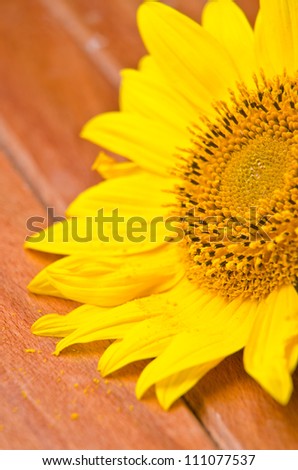 Bright and beautiful sunflower on a wood table.