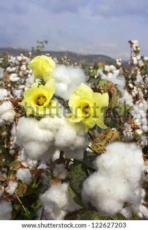flowering and ripe for harvesting cotton