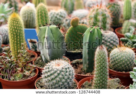 collection of green cactus and succulents for sale