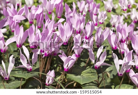 cyclamen, gentle purple flowers, close-up as floral wallpapers or background