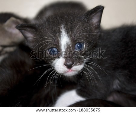 cute not purebred kitten, three weeks old  looking directly at you