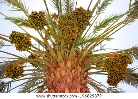 harvest of dates on date palm near Dead Sea, Israel