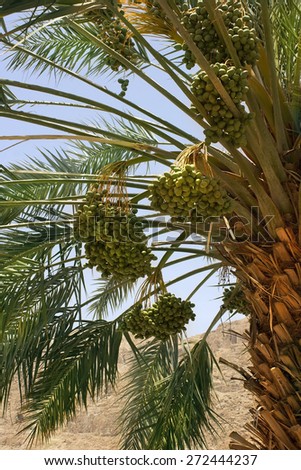 harvest dates on the palm, plantation of date palms at Kibbutz Ein Gedi, Dead Sea area, Israel