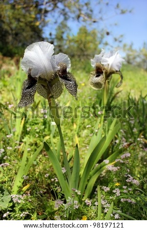 iris flower leopard coloring, growing only in the lower Galilee, Israel