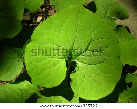 Spade Shaped Leaves