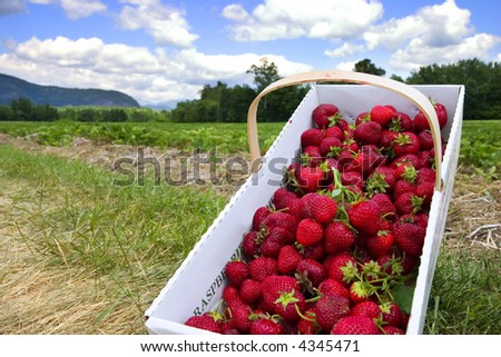 Basket of freshly picked strawberries on the side of scenic strawberry field.  Conway, New Hampshire