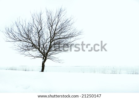 Lonely tree by the river in heavy snow