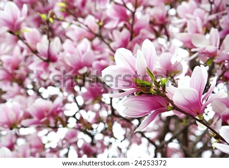 saucer magnolia tree flowers. stock photo : Blooming saucer