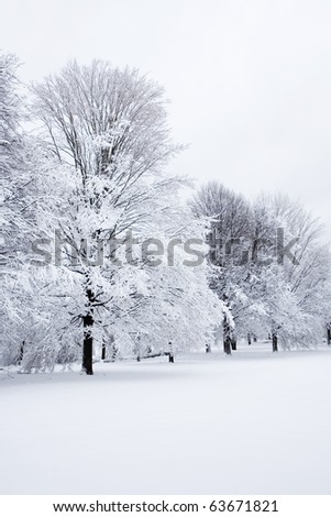 Snow covered trees after a storm