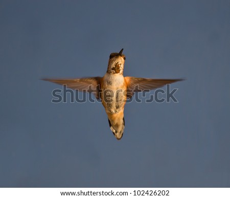 Hummingbird hovering in mid air