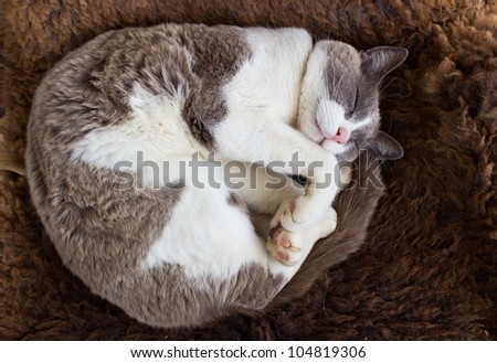 Grey and white cat curled up relaxing on wool