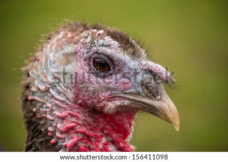 Turkey head close-up with natural green background