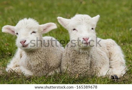 Pair Of Lamb Siblings Laying In Green Grass Pasture On Farm