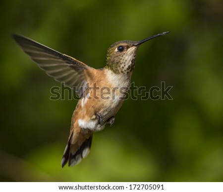 Humming bird flying against natural green background
