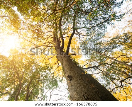 The warm spring sun shining through the canopy of tall  trees