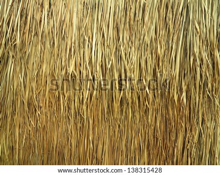 Grunge texture of dry grass
