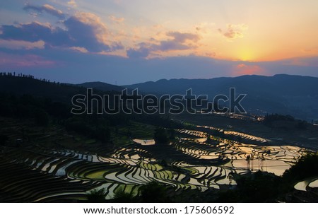 sunrise reflection at paddy field
