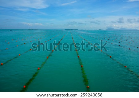 Seaweed farming in the clear coastal waters of look butun island