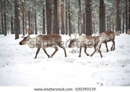 reindeer in its natural winter habitat in the north of Sweden