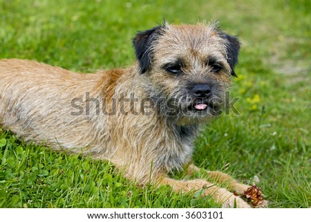 english border terrier relaxing in the grass on a summer day