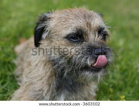 english border terrier licking her nose in the grass on a summer day