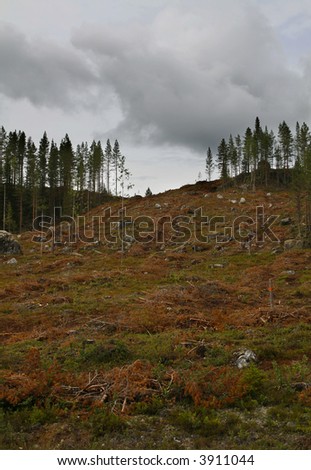 clear-cut area of forest in northern sweden
