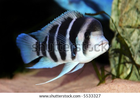 Lake+tanganyika+cichlids+species