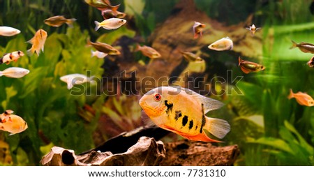 a tropical fish swimming around in a fishtank