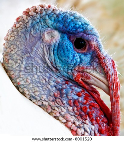 close up on head of a colorful turkey