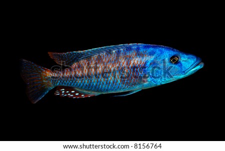 malawi blue cichlid