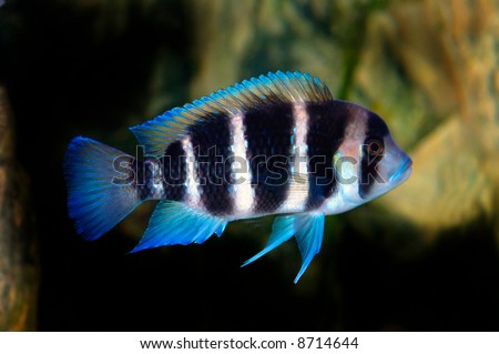 My Frontosa Fish