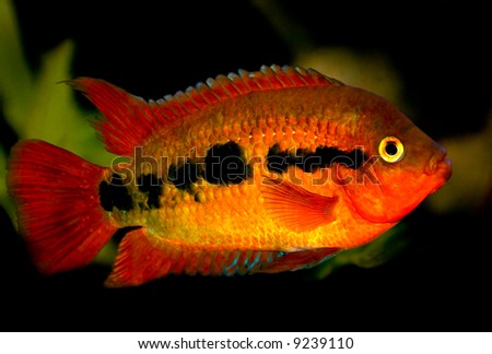 central american cichlids