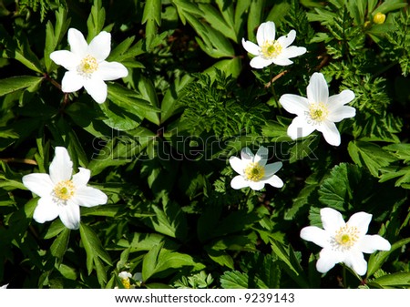 six white flowers in summer green grass