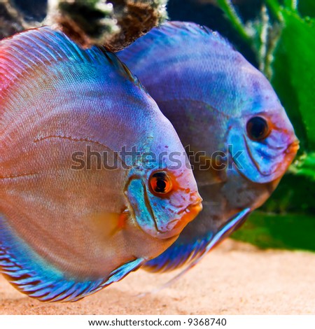 a colorful discus fish in fish tank