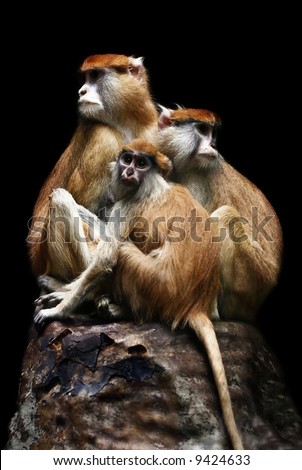 group of monkeys crouching on a stone keeping each other safe