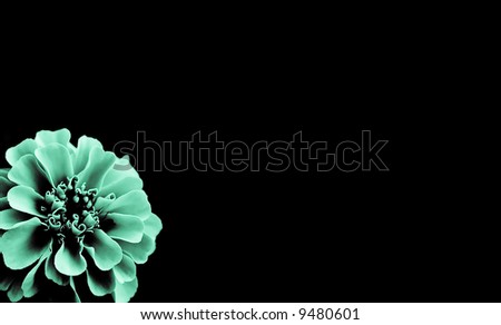 cool flower on a black background with copyspace