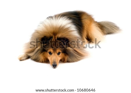 Background Images Of Puppies. Sheltie Puppies Wallpaper