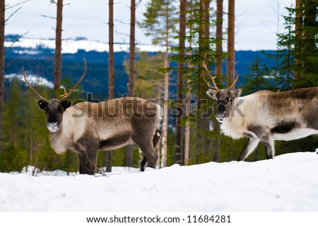 wild reindeers in the north of Sweden