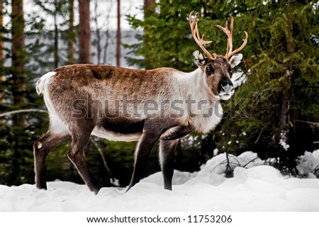wild reindeer in its natural habitat in the north of Sweden