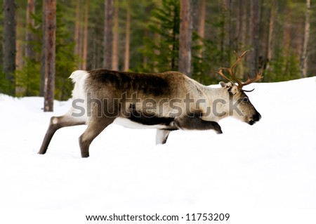 wild reindeer in its natural habitat in the north of Sweden