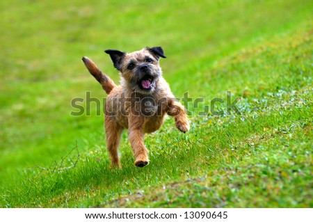 english border terrier playing on green grass