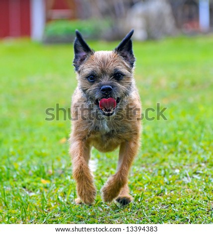 english border terrier playing on green grass