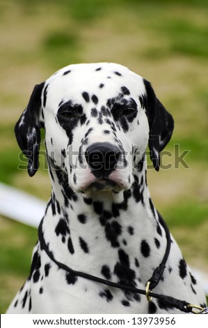 beautiful dalmatian dog posing at a dog show