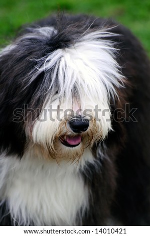 beautiful old english sheepdog posing at a dog show