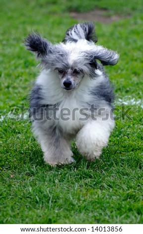 beautiful Chinese Crested dog posing at a dog show