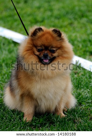 beautiful Pomeranian dog posing at a dog show