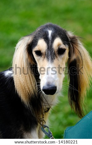 beautiful Saluki dog posing at a dog show